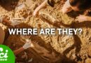 Why Don’t We Have More Fossils?
