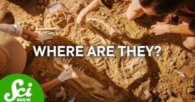Why Don’t We Have More Fossils?