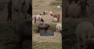 Alpine shepherds: part of a 6,000-year-old tradition | DW Documentary