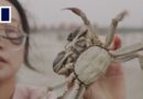 Long, hot summers are killing China’s hairy crabs