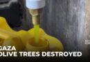 Olive trees tie Palestinians to their land: One million of Gaza’s 1.1 million trees destroyed