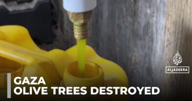 Olive trees tie Palestinians to their land: One million of Gaza’s 1.1 million trees destroyed