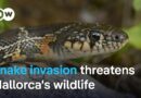 Scientists and farmers are alarmed: Snake invasion on Mallorca | Focus on Europe