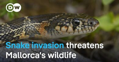 Scientists and farmers are alarmed: Snake invasion on Mallorca | Focus on Europe