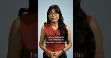 Are your Indomie noodles safe?