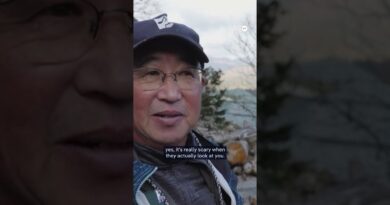 Barking drones against rising bear encounters in Japan | DW News