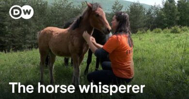 Bosnia and Herzegovina: The horse whisperer | Focus on Europe
