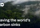 Brazil’s $125 billion gamble to save the world’s rainforests | DW News