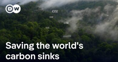 Brazil’s $125 billion gamble to save the world’s rainforests | DW News