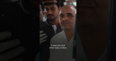 Can humans and snakes coexist in a megacity in India? | 101 East #shorts