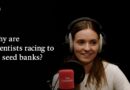 Could tiny seeds hold the secret to saving an ancient rainforest? | Babbage podcast