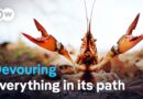 Destructive invaders: Calico crayfish threaten species diversity | DW Documentary