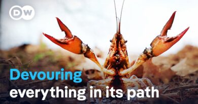 Destructive invaders: Calico crayfish threaten species diversity | DW Documentary