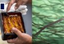 Eel delicacy may face global trade curbs