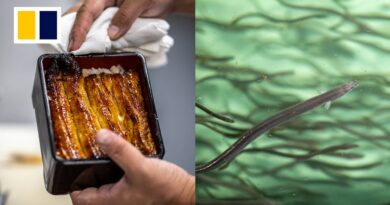 Eel delicacy may face global trade curbs