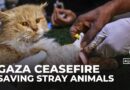 Gaza volunteers fight to save stray animals amid war and destruction