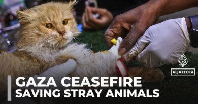Gaza volunteers fight to save stray animals amid war and destruction