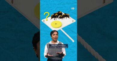How insect brains can do brilliant things | DW Documentary