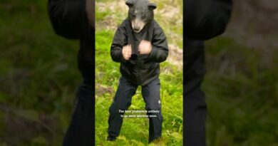 How Japan Is Tackling Its Bear Problem