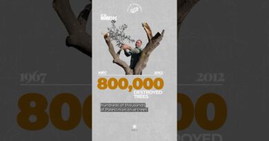 How the olive harvest in Palestine suffers under occupation | By the Numbers