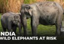 India’s wild elephant population shrinks amid habitat loss, human-wildlife conflict
