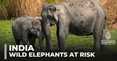 India’s wild elephant population shrinks amid habitat loss, human-wildlife conflict