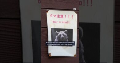 Japan deploys army to mountainous region besieged by bears to help stop attacks | DW News