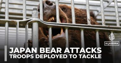 Japan deploys troops to northern mountains to tackle rising deadly bear attacks