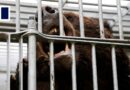 Japan sends military to catch bears
