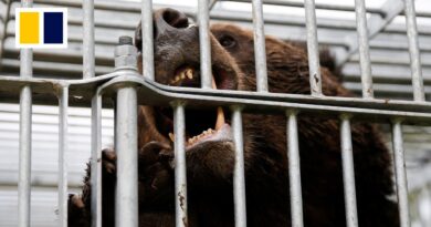 Japan sends military to catch bears