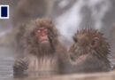 Japan’s monkeys invade rural villages