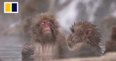 Japan’s monkeys invade rural villages