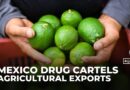 Mexican farmers face threats, extortion as cartels battle for control of agricultural exports