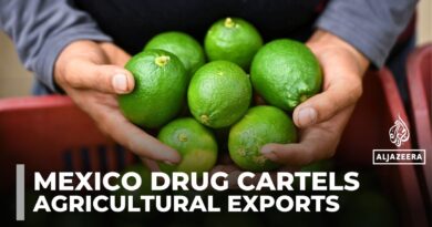 Mexican farmers face threats, extortion as cartels battle for control of agricultural exports