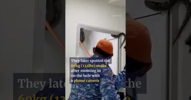 Python makes itself at home in Malaysian house