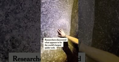 Scientists Discover Colossal, Stinking Spider Web in Cave