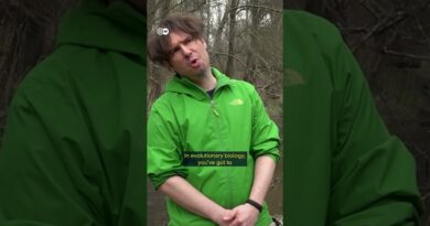 This invasive species is destroying Germany’s ponds! | DW Documentary