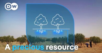 Water scarcity – Innovation to combat drought | DW Documentary