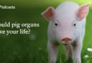 Why pig organ transplants are closer than ever