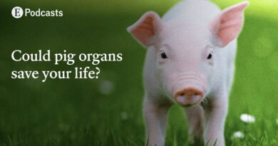 Why pig organ transplants are closer than ever
