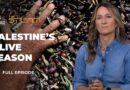 Why the Olive Harvest in Palestine Is More Than Just Farming | The Stream