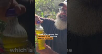 Ancient olive tree stands in defiance amid occupied West Bank violence | AJ #SHORTS