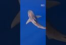 Are there more sharks near our shores now? | 60 Minutes Australia