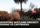 Argentine suburb battles invasion of giant capybaras