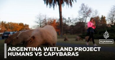 Argentine suburb battles invasion of giant capybaras