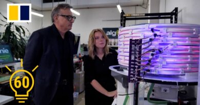 Australian start-up aims to turn algae into green fuel