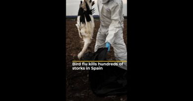 Bird flu kills hundreds of storks in Spain | #ajshorts