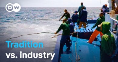 Bullied by the EU? The last pole-and-line fishermen of the Azores | DW Documentary