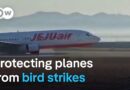 Can birds of prey be trained to prevent aviation accidents? | Focus on Europe