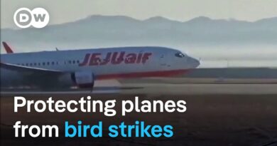 Can birds of prey be trained to prevent aviation accidents? | Focus on Europe